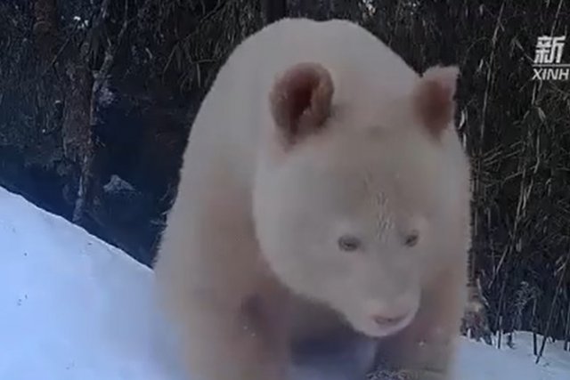 Панда-альбинос
