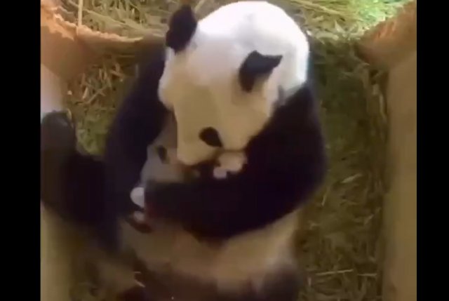 Забавная панда спит вместе со своими детенышами