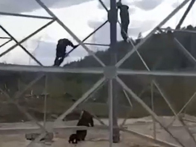 Рабочие спасаются от медведицы с медвежонком