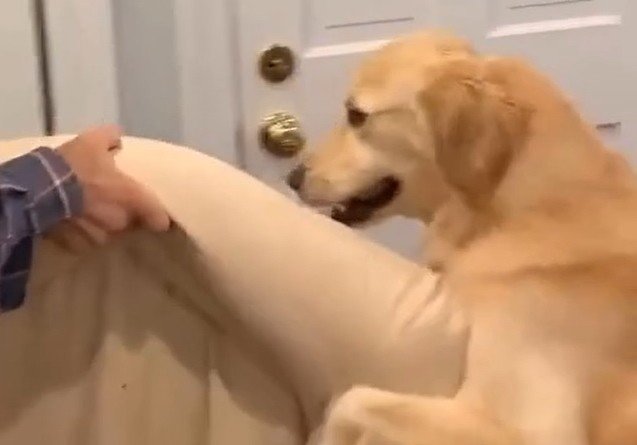 Собака помогает перенести свою лежанку