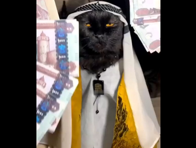 Очень богатый кот-шейх из Дубая