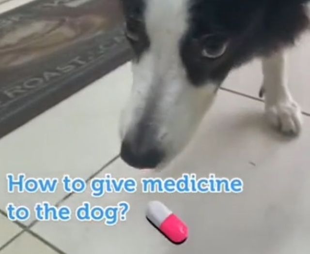 Как скормить таблетку собаке