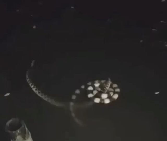 Брачный танец водяных змей