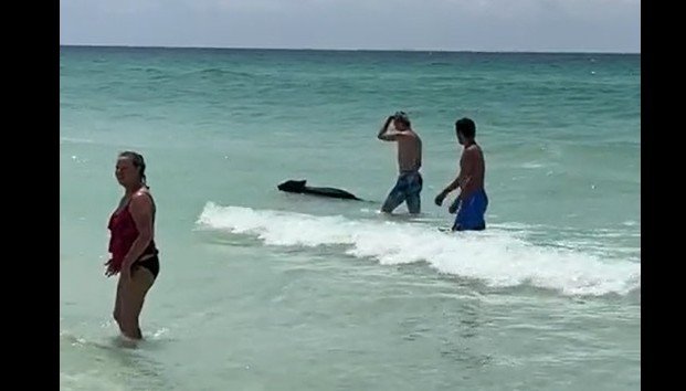 Появление медведя на пляже в штате Флорида