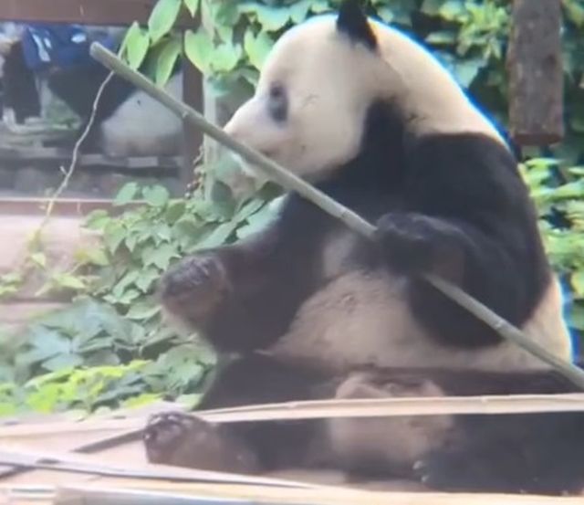 Панда немного разозлилась