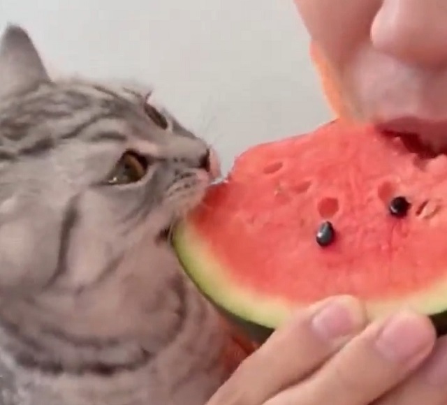 Кот, который обожает арбузы