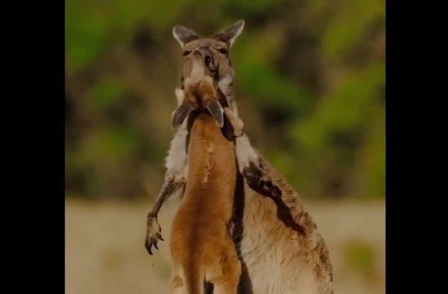 Позитивные обнимашки от кенгуру
