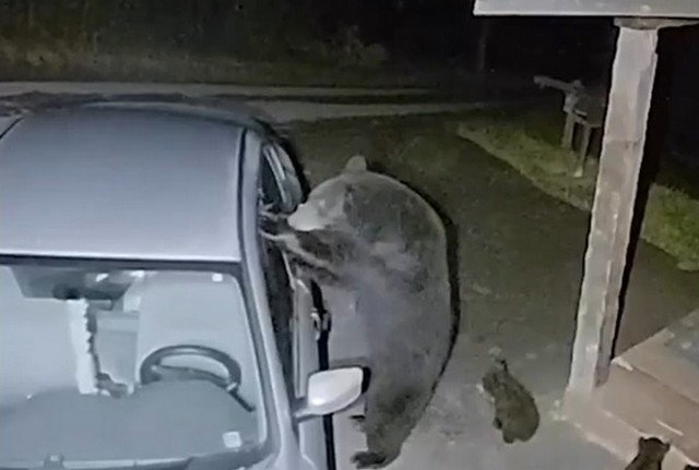Наглая медведица залезла в чужую машину