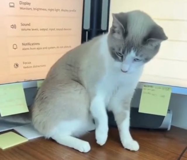 Кот устроил бардак на рабочем столе