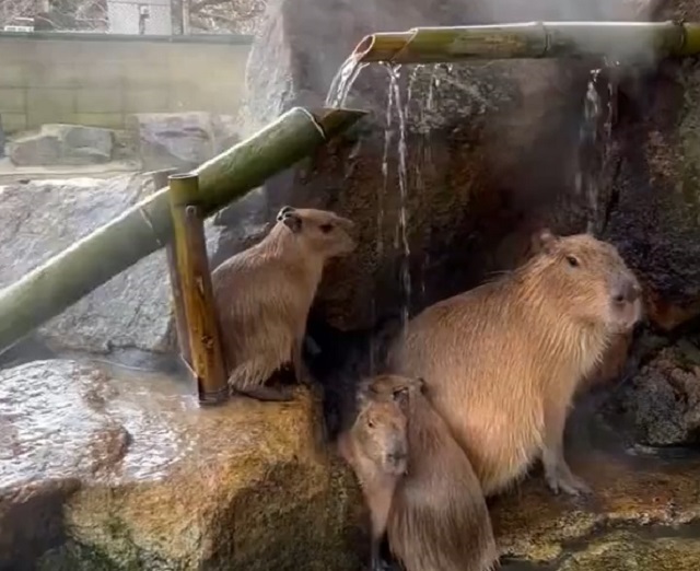 Капибары отлично проводят время в японском зоопарке