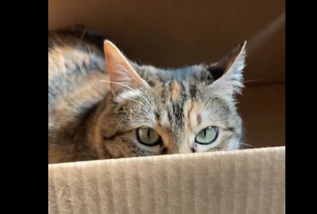 Непростой выбор коробки для кота