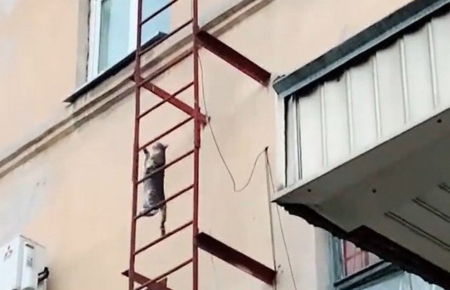 Кот поднимается по пожарной лестнице