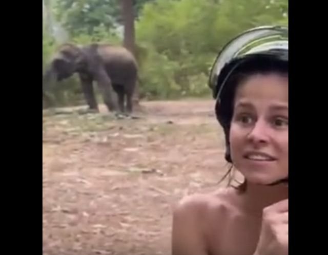 Слону не понравилась компания девушки