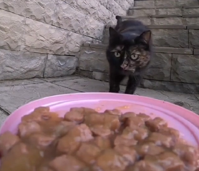 Доставка еды уличным котикам