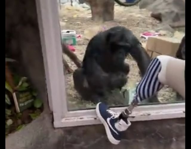 Реакция обезьян на протез ноги