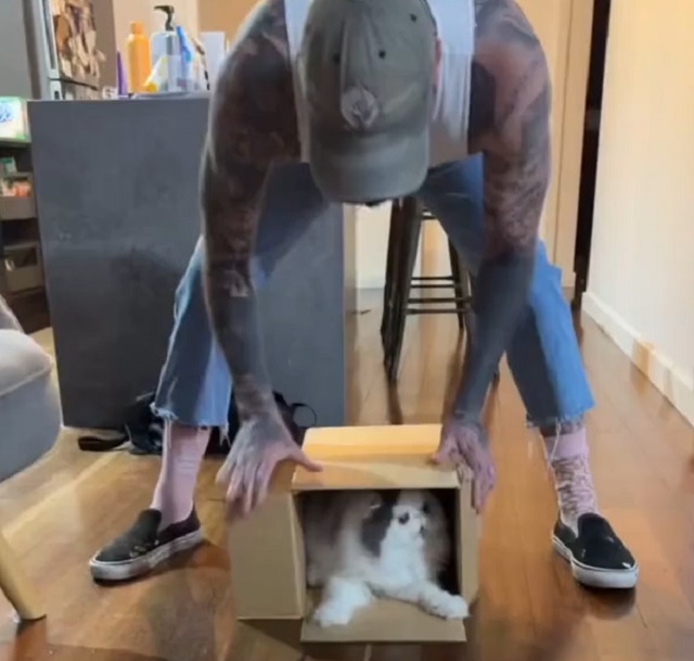 Кот отказывается вылезать из коробки
