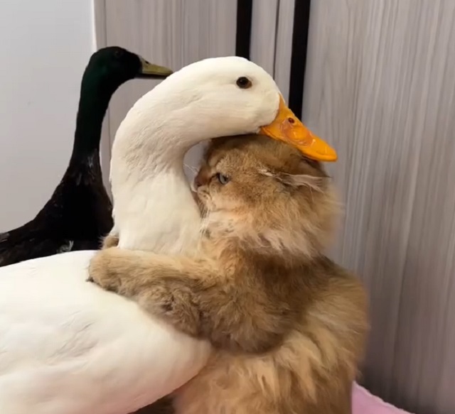 Дружба гуся и котика