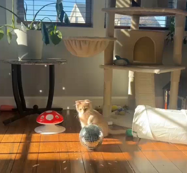 Котик развлекается с диско-шаром
