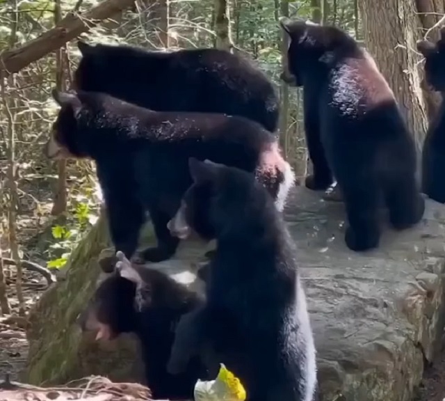 Что-то сильно напугало медведей