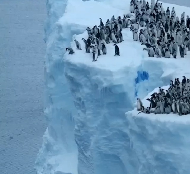 Птенцы пингвинов впервые прыгают в воду