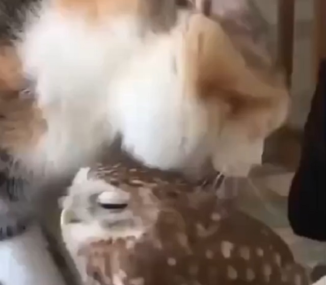 Дружба котов с другими животными