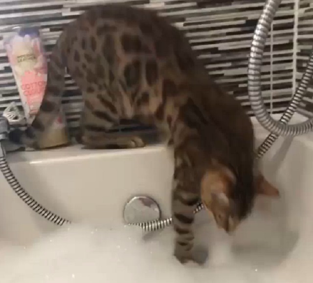 Кот не может понять, что происходит
