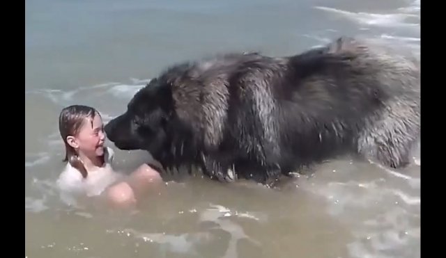 Собака решила не рисковать и вытащила девочку из воды