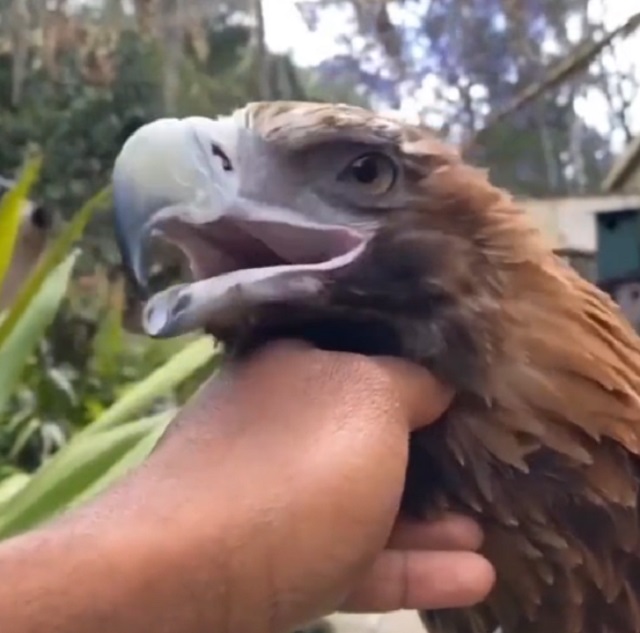 Дружелюбный клинохвостый орел из Австралии