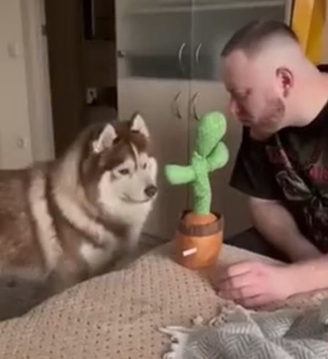 Реакция кота и собаки на игрушку, повторяющую слова