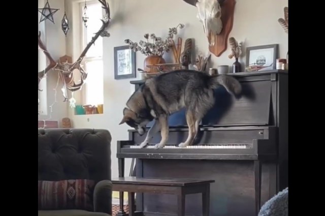 Собака поет и играет на пианино