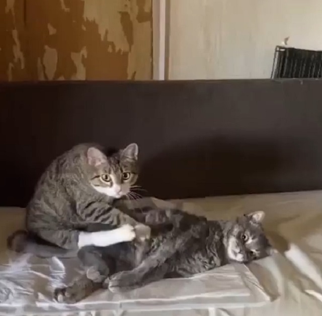 Кот-мастер расслабляющего массажа