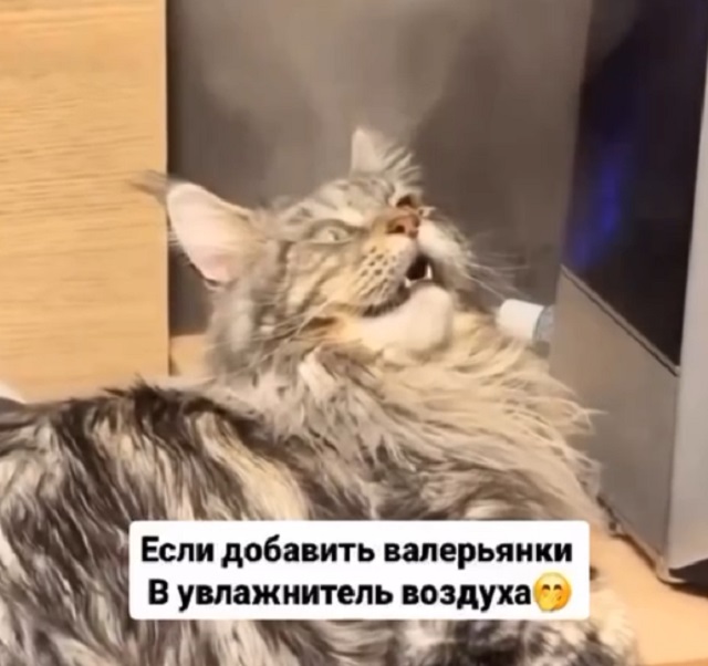 Кот наслаждается увлажнителем