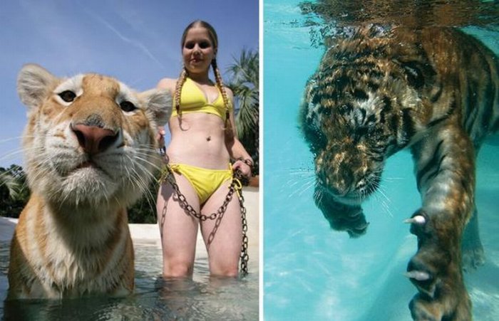 Девушки плавают с тиграми )10 фото)