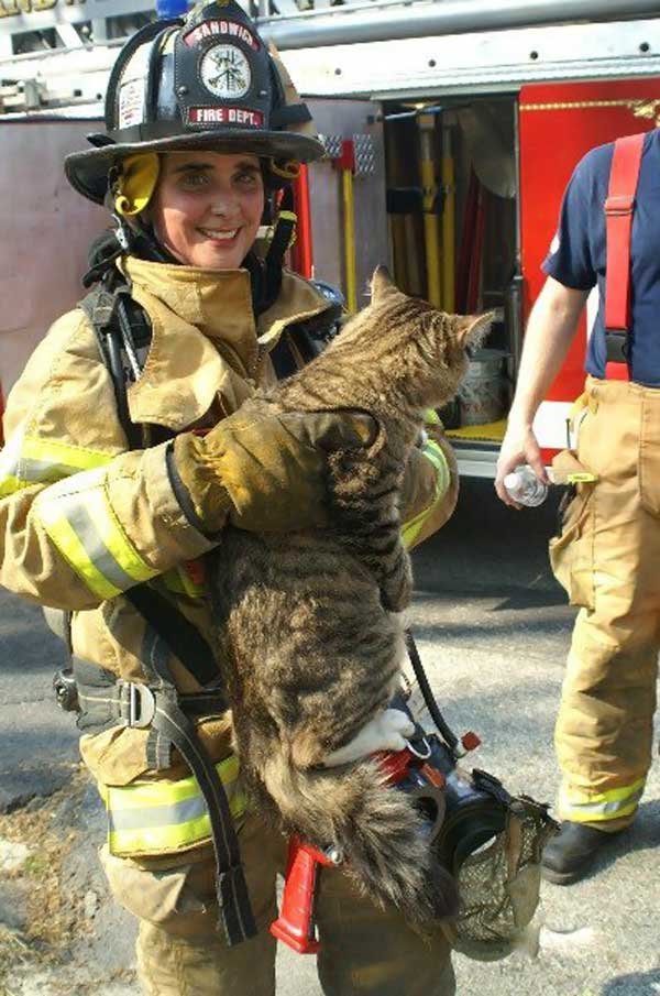Кошечки спасают. Пожарный спас котенка. Кошки спасатели. Коты пожарные.