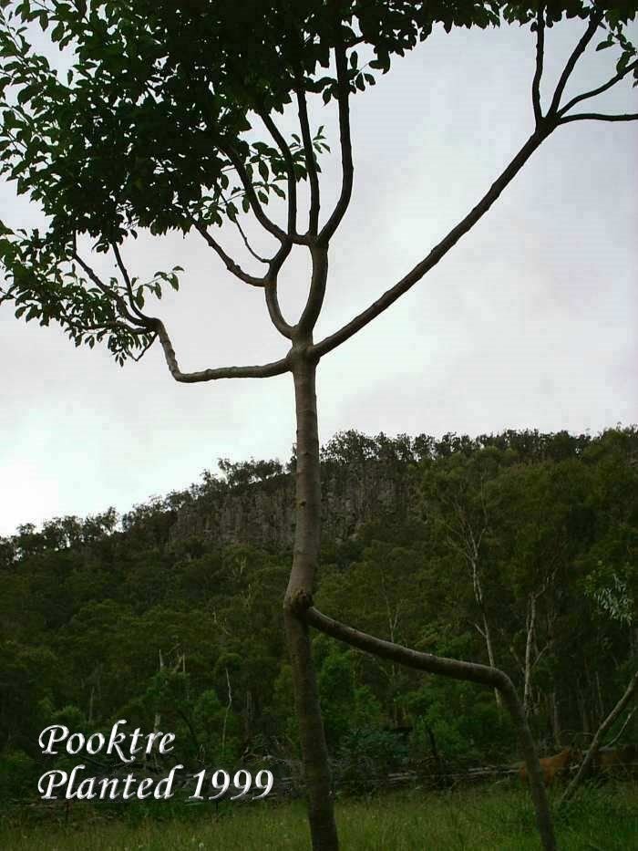 Необычные деревья (45 фото)