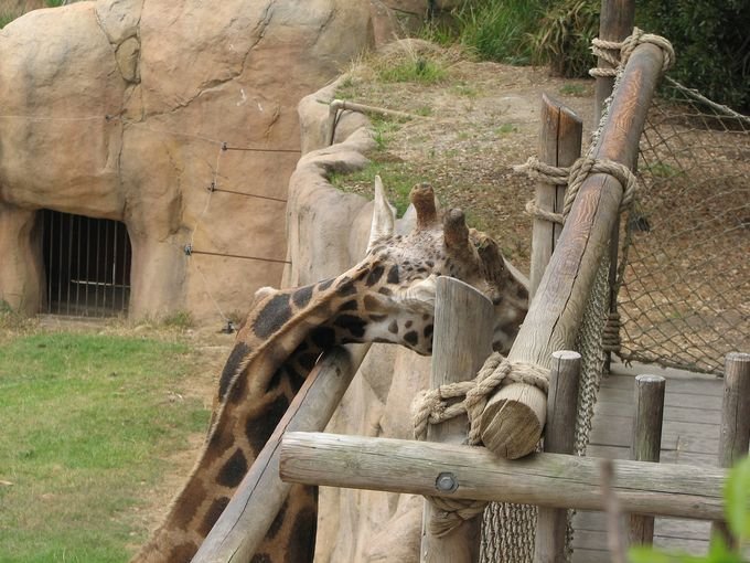 Жираф с кривой шеей (10 фото)