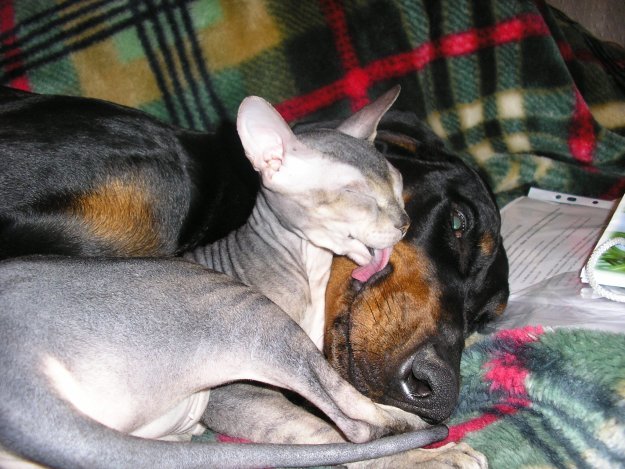 Дружба кота и собаки (9 фото)