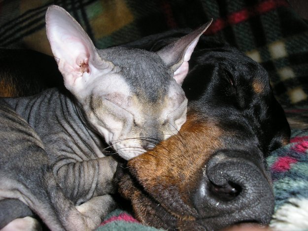 Дружба кота и собаки (9 фото)