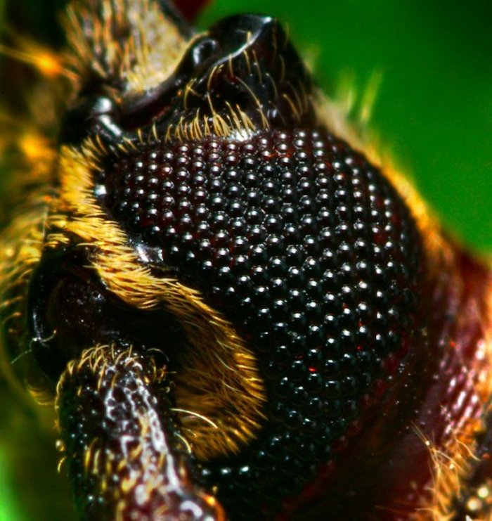 Макрофото насекомых (45 фото)