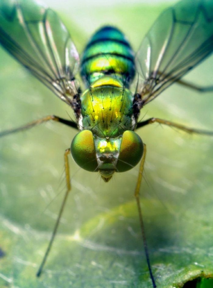 Макрофото насекомых (45 фото)