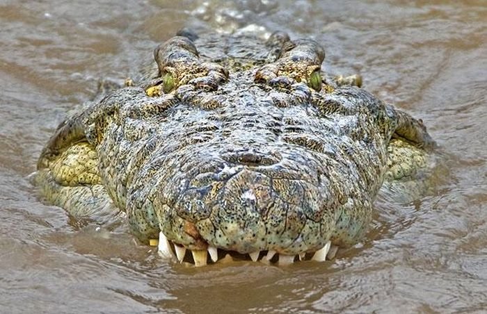 Крокодил дважды обломался (5 фото)