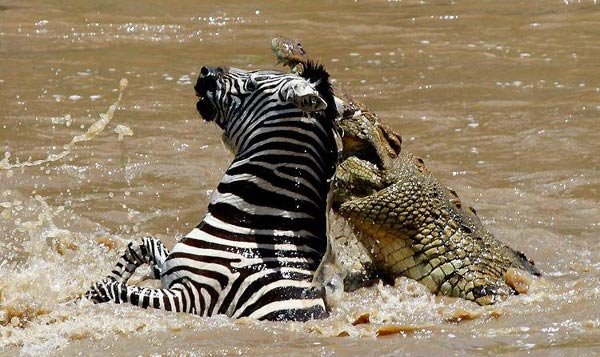 Крокодил пытается отобедать (6 фото)