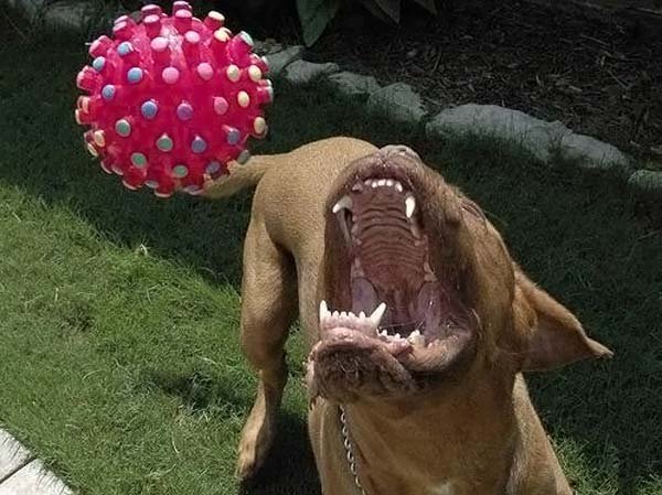 Собака + мяч (13 фото)