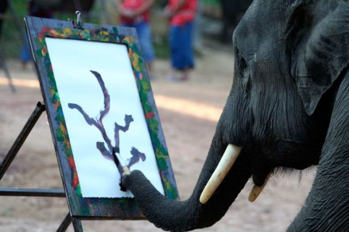 Как рисует слон (7 фото)