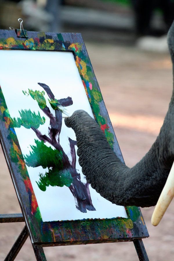 Как рисует слон (7 фото)