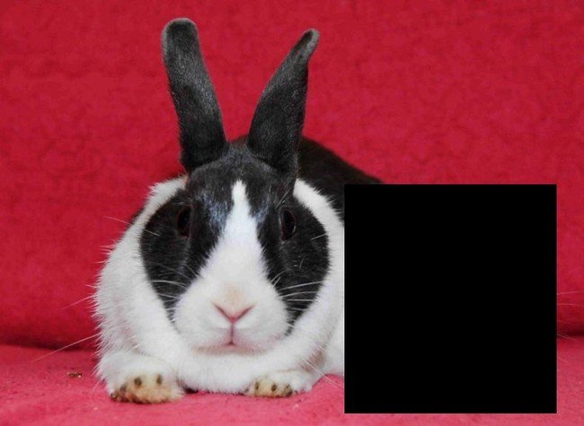 Необычный кролик (4 фото)