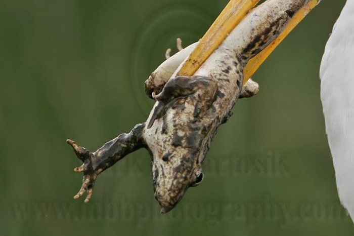 Цапля поедает лягушку (20 фото)