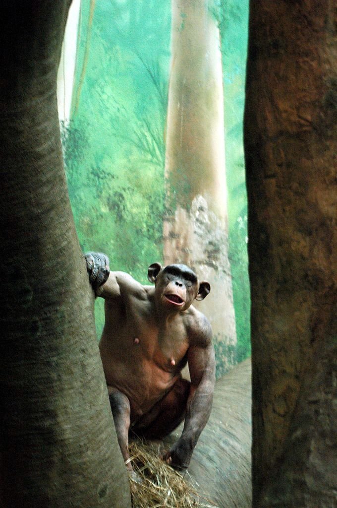 Лысая обезьянка (9 фото)