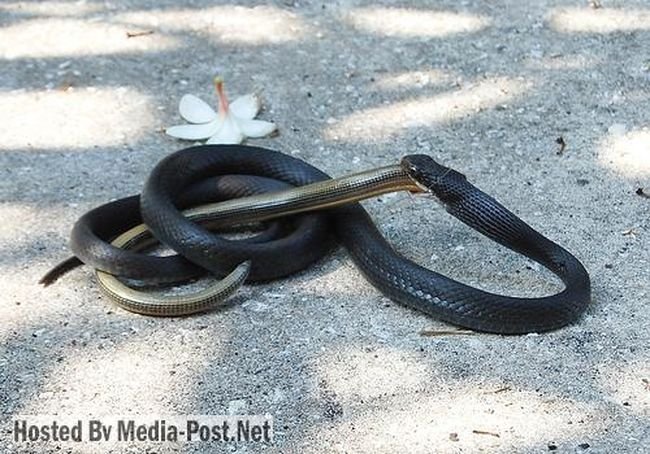 Змея ест змею (10 фото)