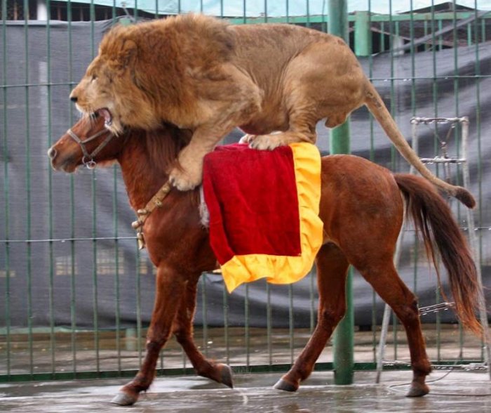 Лошадь катает тигра и льва (3 фото)